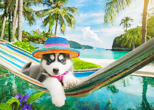 Husky Welpe relaxt in einer Hängematte