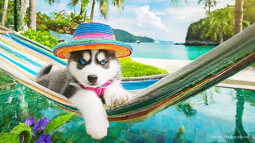 Sibirischer Husky Welpe relaxt im Sonnenstuhl Werbeaktion vbob Gewerkschaft Bundesbeschäftigte 2026