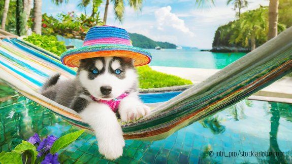 Sibirischer Husky Welpe relaxt im Sonnenstuhl Werbeaktion vbob Gewerkschaft Bundesbeschäftigte 2026